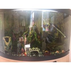 Fluval 190 litre corner tank **COMPLETE SET UP**