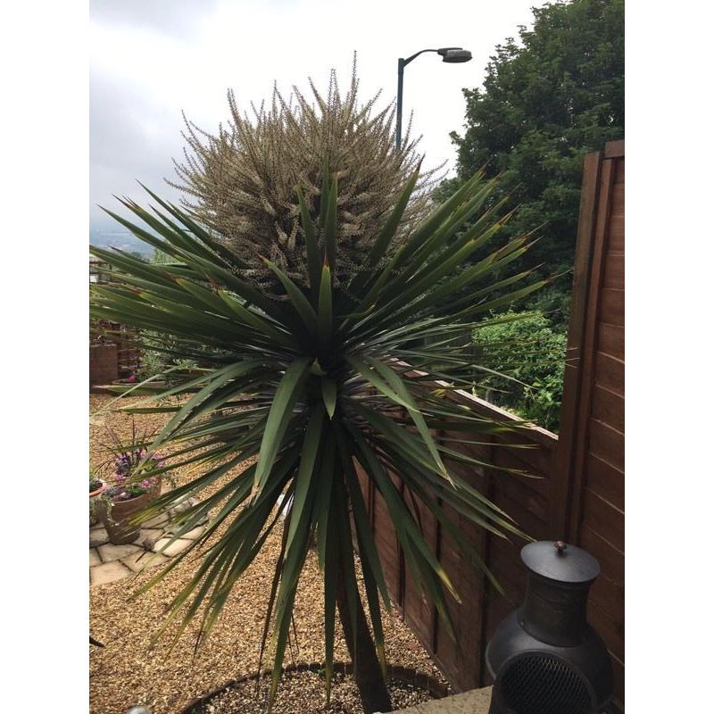 Cordyline Australis - 8.5 feet high 8years old - well established with a hive of bee activity