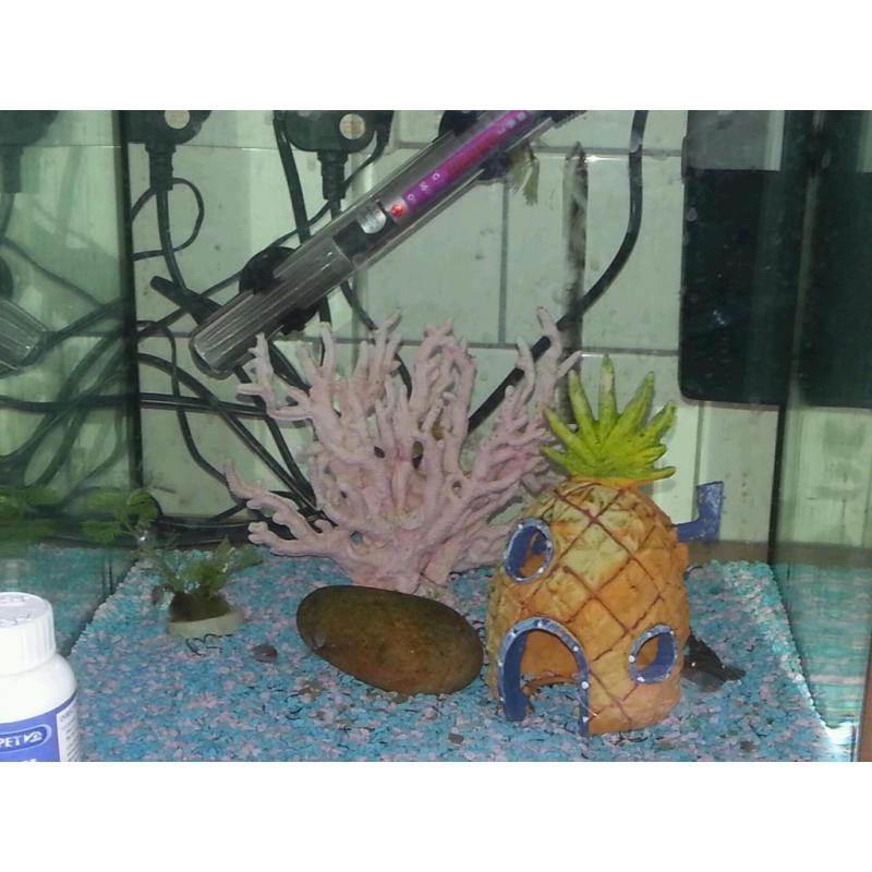 Fish tank and accessories